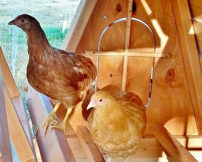 ORDER NOW FOR CHRISTMAS 20% OFF- Beautiful Chicken Coops For Your Hens - PORTABLE AND EASILY WINTERIZED
