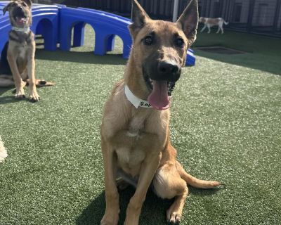 Meet Reyna a beautiful 5-month-old German Shepherd mix weighing just 28 lbs. This sweet girl was picked up as a stray alongside her sibling Riley, who is also up for adoption. Both pups heartbreakingly ended up on the euthanasia list until a rescue stepped in and saved them. Reyna is all puppy sweetness gentle, friendly, and full of love. She s people-friendly, dog-friendly, and so eager to con...