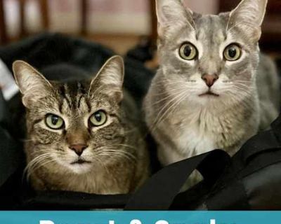 Beast & Snake - Tabby Male Cat for Adoption