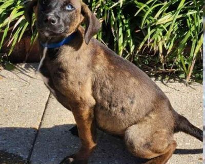 Child. Black - with brown, red, golden, orange or chestnut. Hair: short. Adoption process Our adoption center is located at 575 Woodland Avenue in Madison, New Jersey. We are open for adoption on a walk-in basis daily 1:30-6 pm (Thursdays 3-6 pm). If you arrive after 5:30, there is a possibility we may not be able to complete an adoption that day. Please note that we cannot put animals on hold....