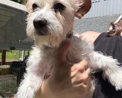 Rocky - Terrier (Unknown Type, Small) Male Dog for Adoption