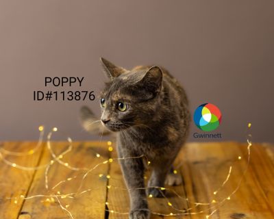 Primary Color: Muted Tortoiseshell Weight: 7.4lbs Age: 2yrs 0mths 0wks Animal has been Spayed. Health Vaccinations up to date, spayed / neutered.. Adult Female Small