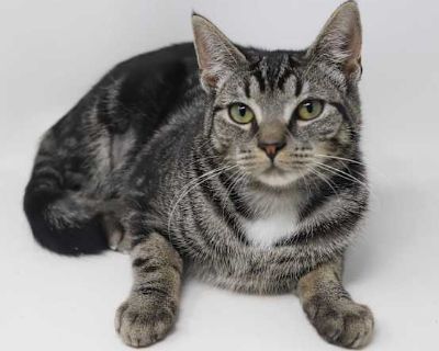 Meet Lucy is a baby LOVER! She will make u the luckiest BFF!! Fall is here in NY so we need to get our fosters OUT and into homes here! Our bells and beaus are excited and ready to love love love you! So many amazing cuddly happy friendly and just awesome adults and babies! Lets chat about them... Lucy - 5-7m old Lucy is such a gem and SOOO tiny for her age - kitten sized for life! She can be s...