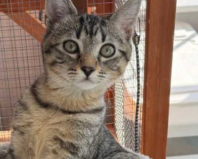Lewis - Domestic Shorthair Male Cat for Adoption