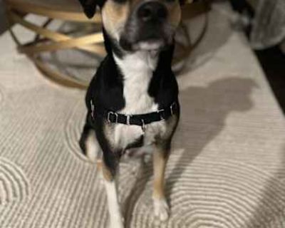 Koko - Bluetick Coonhound/American Pit Bull Terrier Mix Female Dog for Adoption