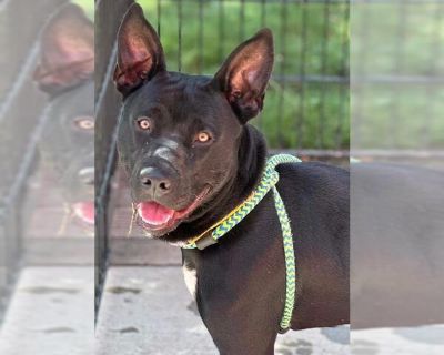 *ENGLEBERT HUMPERDINCK - American Pit Bull Terrier-Australian Cattle Dog Mix Male Puppy for Adoption