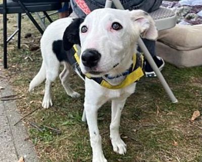 Walter - Border Collie Male Dog for Adoption