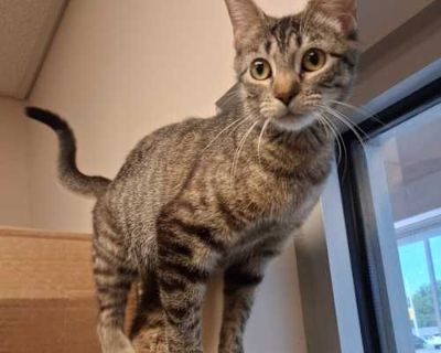 Meowi Pawppins (Mary Poppins) - Domestic Shorthair Female Cat for Adoption