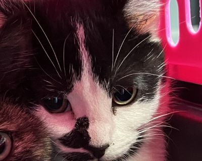 Lucy - Domestic Short Hair Mix Female Cat for Adoption