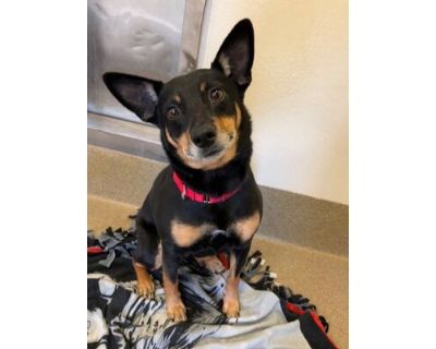 Blueberry - Australian Kelpie/Mixed Breed (Medium) Mix Female Dog for Adoption