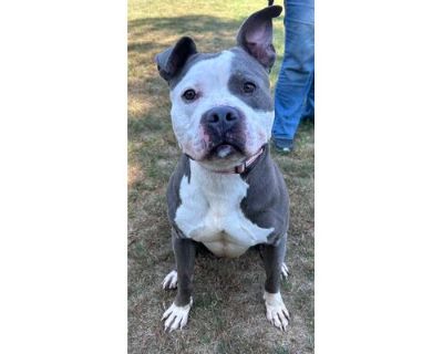 Sirius - American Pit Bull Terrier/Mixed Breed (Medium) Mix Male Dog for Adoption