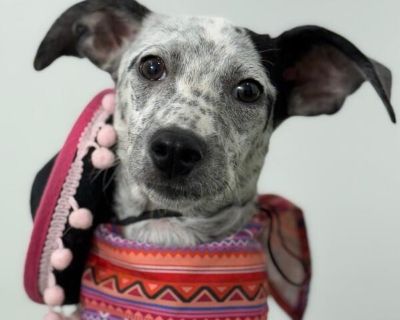Exciting News: This adorable pup will be at an adoption event near you! Check our website: https://AmazingDogsRescue.org/dogs/ Or call 888.508.8943 (Monday to Sunday, 8 AM to 8 PM).. Out-of-town pets are cared for by non-local organizations who can make arrangements for the pet to be transported to your area. Learn More. Puppy Female Medium White / Cream , Black