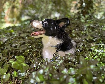 Ringo - Border Collie Male Dog for Adoption