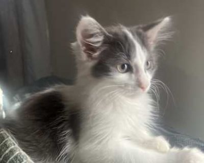 Pebble - Domestic Mediumhair Male Cat for Adoption