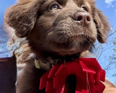 Hayes - Newfoundland Dog & Labrador Retriever Mix Female Puppy for Adoption