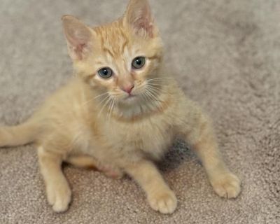 King Triton - Domestic Short Hair Male Cat for Adoption