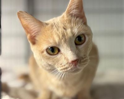 Muffin - Tabby Female Cat for Adoption