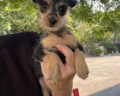 Tom Thumb - Yorkshire Terrier Mix Male Puppy for Adoption