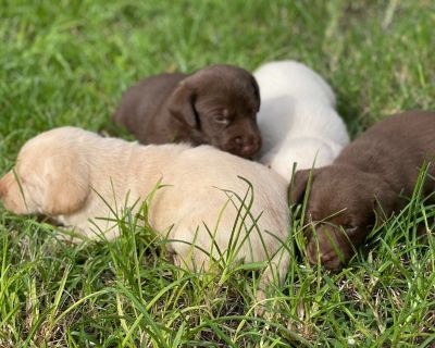 2 Male and 5 Female Labrador Retriever Puppies for Sale