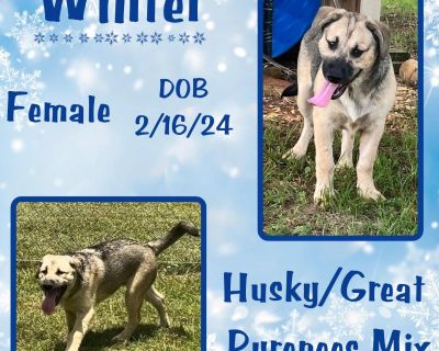 Winter - Siberian Husky & Great Pyrenees Mix Female Puppy for Adoption