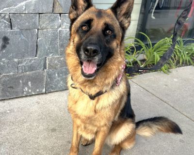 Bella is a beautiful German Shepherd whos playful, loving, and great with kids, dogs, and even cats! Shes incredibly sweet, well-behaved, and full of joy. Bella would make a wonderful companion for any family looking for a loyal and affectionate best friend. Please visit our website https://rightfitrescue.org to learn more about this amazing pet and to see other available dogs and cats.. Charac...