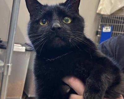 Mystic - Domestic Shorthair Female Cat for Adoption