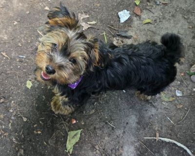 Little Female looking for a loving home to call her own
