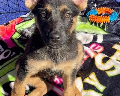 Valor is a shepherd mix about 10 weeks old who was found with his siblings on the side of a busy road covered in fleas. He is the smallest of his litter coming in at only 8 lbs but now with a healthy diet he is growing big and strong! He is a shy, submissive boy who is learning to be brave. He would love to have a doggy friend to play with to help with his confidence. When he s not playing he e...
