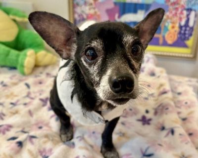 Meet Walter! ? Walter is a sweet, small chihuahua with the cutest big ears you've ever seen! He's potty trained, cat and dog friendly, and absolutely adores people. This little guy is ready to be your loyal companion and lap dog, always up for cuddles and quiet time. Whether you're a singleton looking for a best buddy or an older adult wanting a calm and loving companion, Walter could be your p...