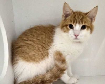 Cass - Domestic Shorthair Female Cat for Adoption