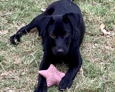 Shadow - Retriever Mix Male Dog for Adoption