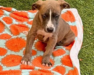 Unicorn - American Pit Bull Terrier Male Puppy for Adoption