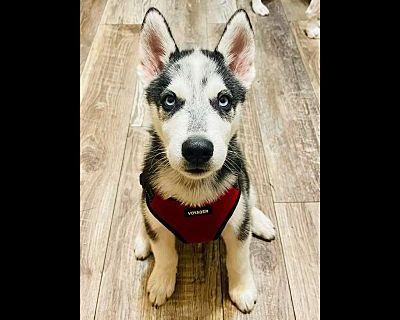 Hart - Siberian Husky/Siberian Husky Mix Male Puppy for Adoption