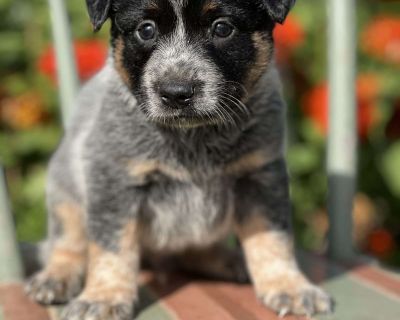 Dylan - 7 Weeks Male Blue Heeler Australian Cattle Dog Puppy for Sale