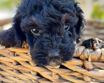 Cavapoo Puppies