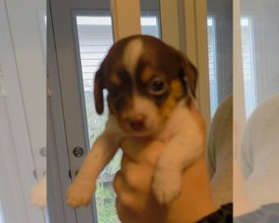 4 Weeks Old * Size at Maturity: Small * Availability Date: 11/26/2025 * Shipping Area: Pick Up Only * Payment Method: Personal Check, Money Order/Cashier's Check, Paypal, Cash *. Hello, my name is kimberly and I am not a breeder. I have five sweet puppies that need to go to loving homes. Both parents of the puppies are in home and great with children.Please call or text 91094553634 more informa...