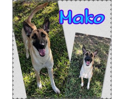 Mako FKA Prince - German Shepherd Dog Male Dog for Adoption