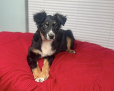 Mabel - Australian Shepherd Female Puppy for Adoption