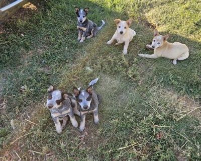 Purebred blue heeler puppies for sale. Born July 8th. 4 males and 2 females.