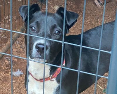 Skyler - Black Labrador Retriever & Australian Cattle Dog / Blue Heeler Mix Female Dog for Adoption