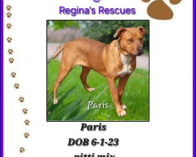 PARIS - Pit Bull Terrier & Labrador Retriever Mix Female Dog for Adoption