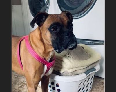Riley - Female Adult Boxer for Adoption
