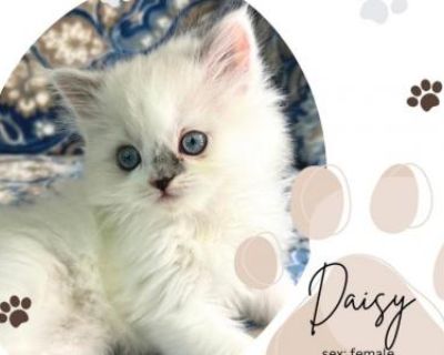 Daisy - Ragdoll Female Kitten For Sale