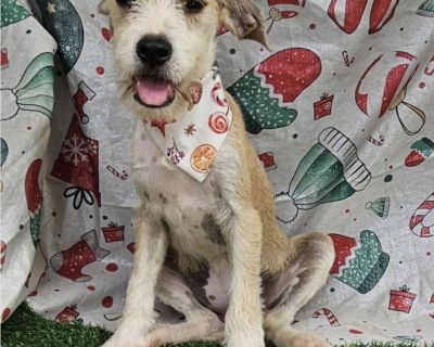 Meet Dixie, a 3-month-old terrier mix with the sweetest little soul and the happiest wiggle you will ever meet. She was found as a tiny stray in Puerto Rico, all on her own, until a kind person scooped her up, made sure she was safe, and got her fully vetted and up to date so she could travel to New York for a fresh start. Now Dixie is ready for the one thing she has never had, a forever family...
