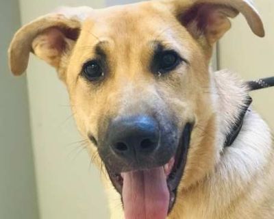 Bolt - German Shepherd Dog Male Dog for Adoption