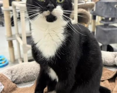 Meet Princess Leia a stunning young tuxedo cat with a heart full of love to give. Princess Leia's quiet and demure nature makes her the perfect companion for a serene home. She adores being pampered with gentle pets and will shower you with affection in return. If you're looking for a calm and loving feline friend, Princess Leia is the purrfect choice for you! Adopt A Cat Foundation 3110 45th S...