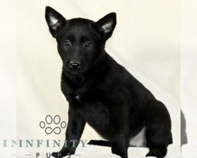 7 Weeks Old * Size at Maturity: Medium * Availability Date: 11/18/2025 * Shipping Area: Nationwide * Payment Method: Personal Check, Paypal, Credit Cards, Cash *. This sweet CKC Belgian Malinois puppy is looking for a great FURever home! Intelligent, loyal and energetic this puppy is sure to be a fun and active part of your daily life. Comes with a 1 year Genetic Health Guarantee, up-to-date wi...