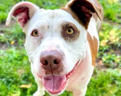 Mariposa - American Pit Bull Terrier Female Dog for Adoption