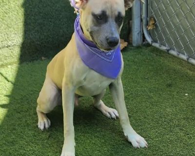 Winston - American Staffordshire Terrier Mix Male Dog for Adoption