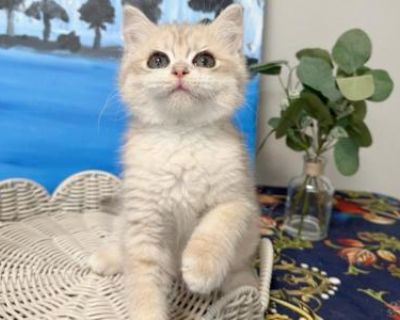 Noodle - British Shorthair Male Kitten For Sale